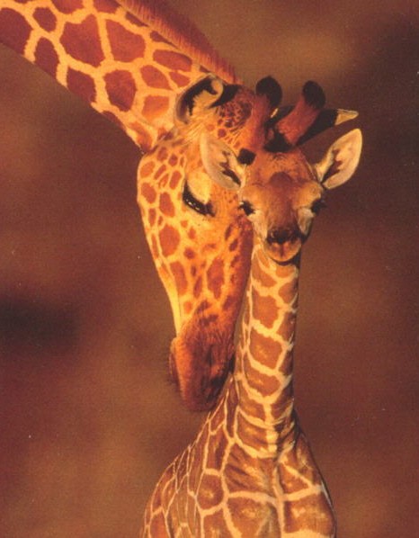giraffen.jpg