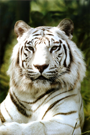 Elementar Animals - Seite 7 Ph0205~sibirischer-tiger-poster